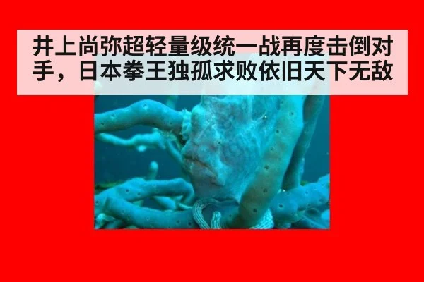 井上尚弥超轻量级统一战再度击倒对手,日本拳王独孤求败依旧天下无敌